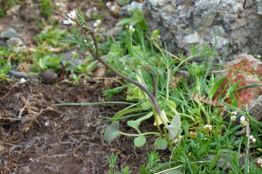 Cardamine hirsuta